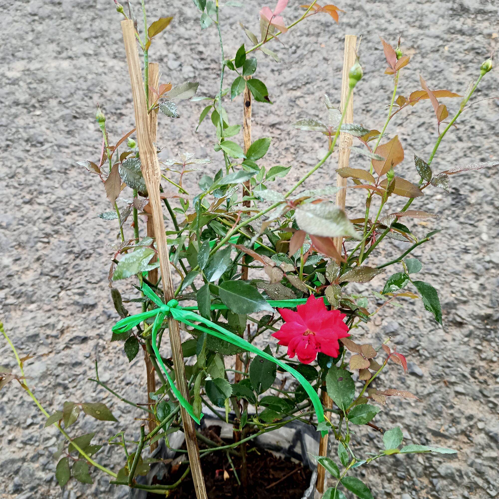 Chậu cây hoa hồng cổ huế, hồng quế son