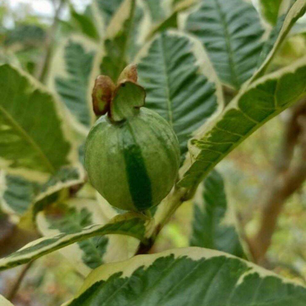 Cây ổi cẩm thạch độc lạ hiếm nguời có