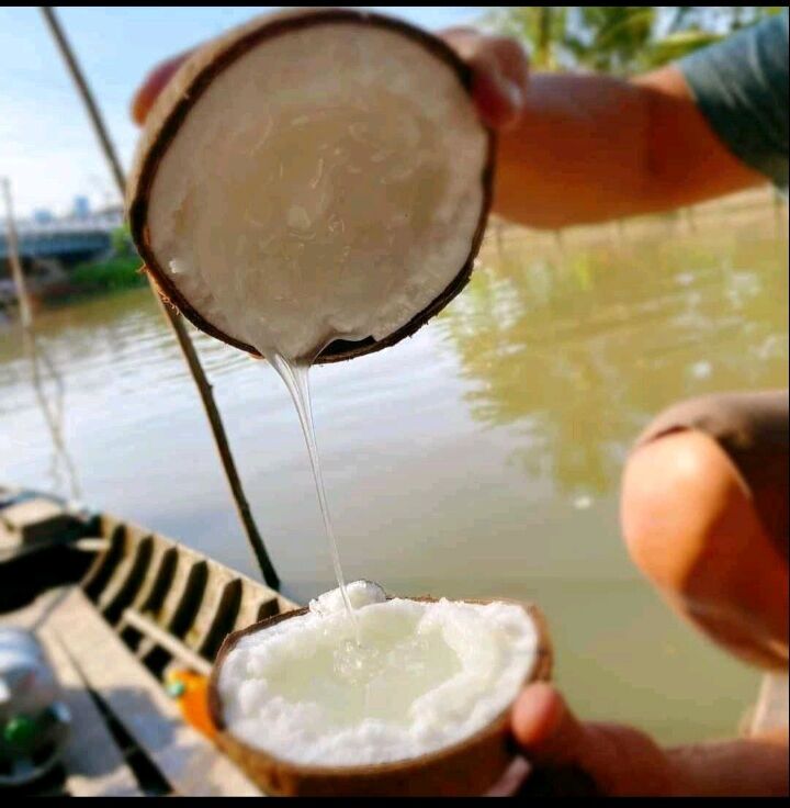 Dừa Sáp Loại 1 Đặc Ruột