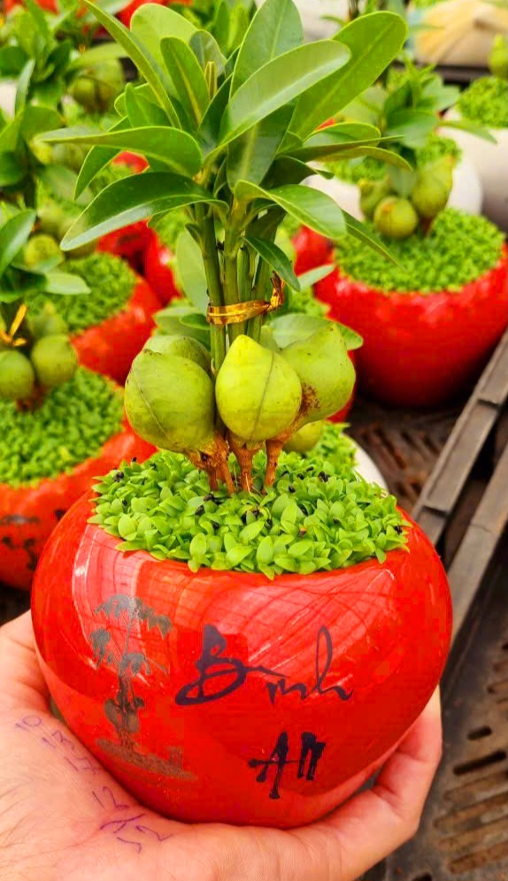 Cây Tài Lộc phong thủy để bàn (chậu sứ xinh xắn)