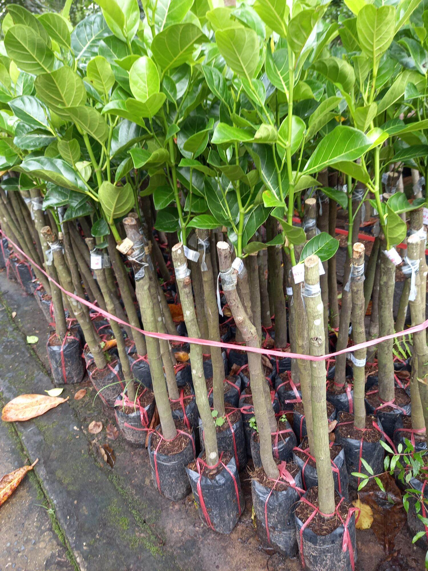cây mít tố nữ