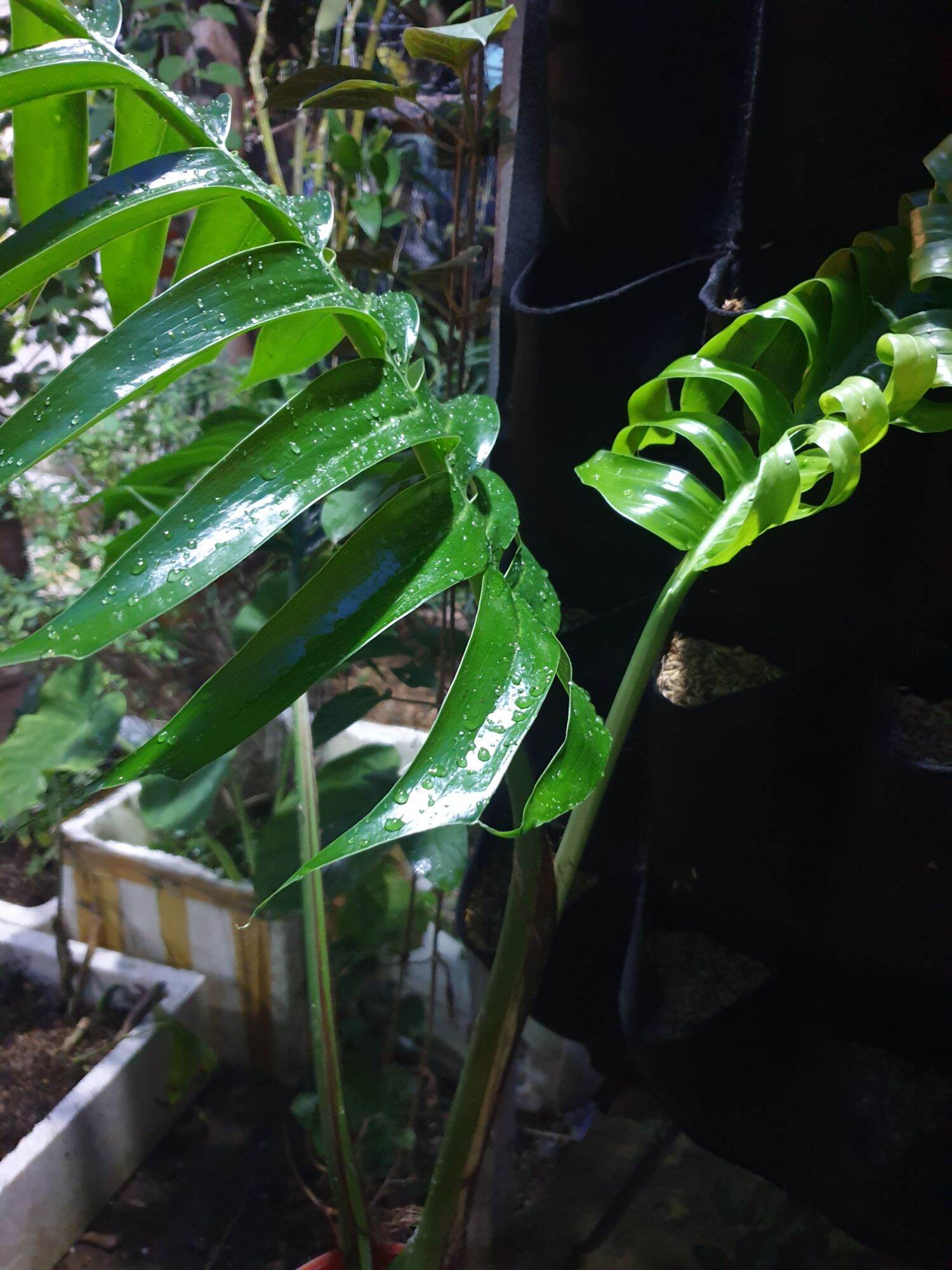 Trầu bà lá xẻ Nam Mỹ ( ảnh thật)