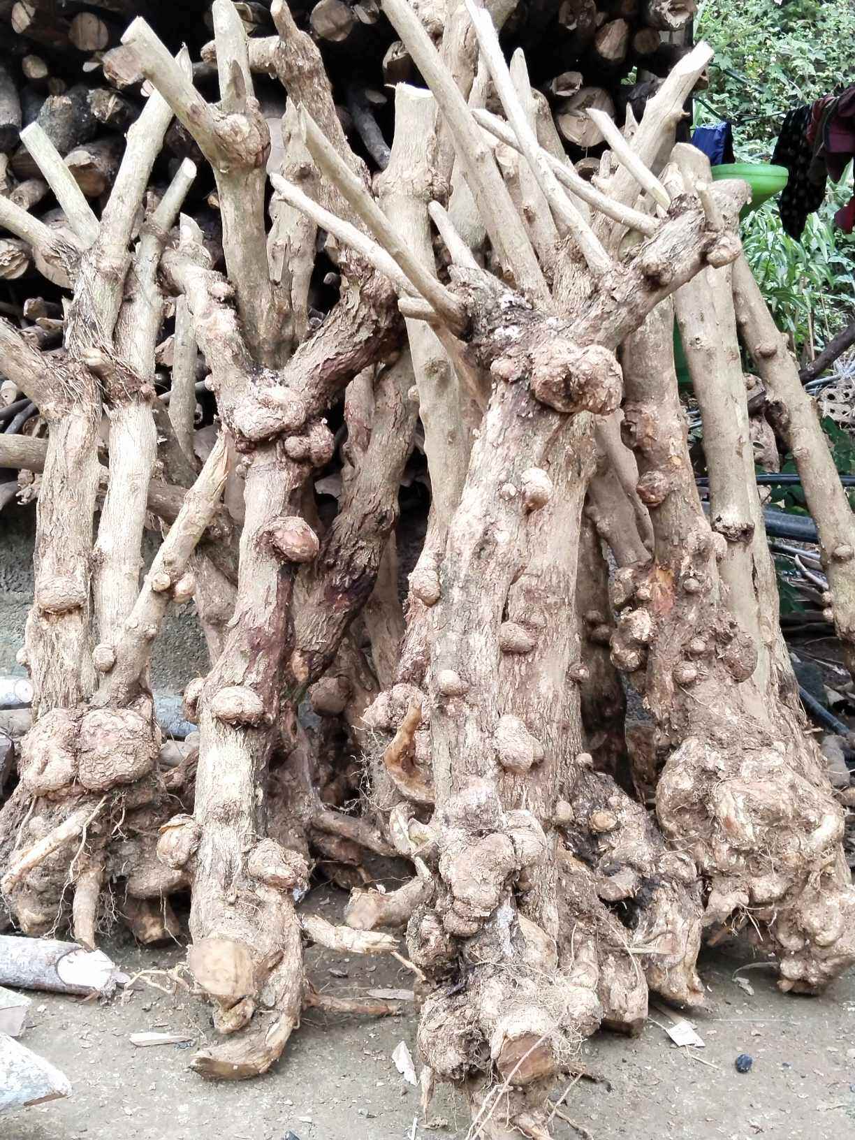 1 cây gốc trâm ổi lâu năm