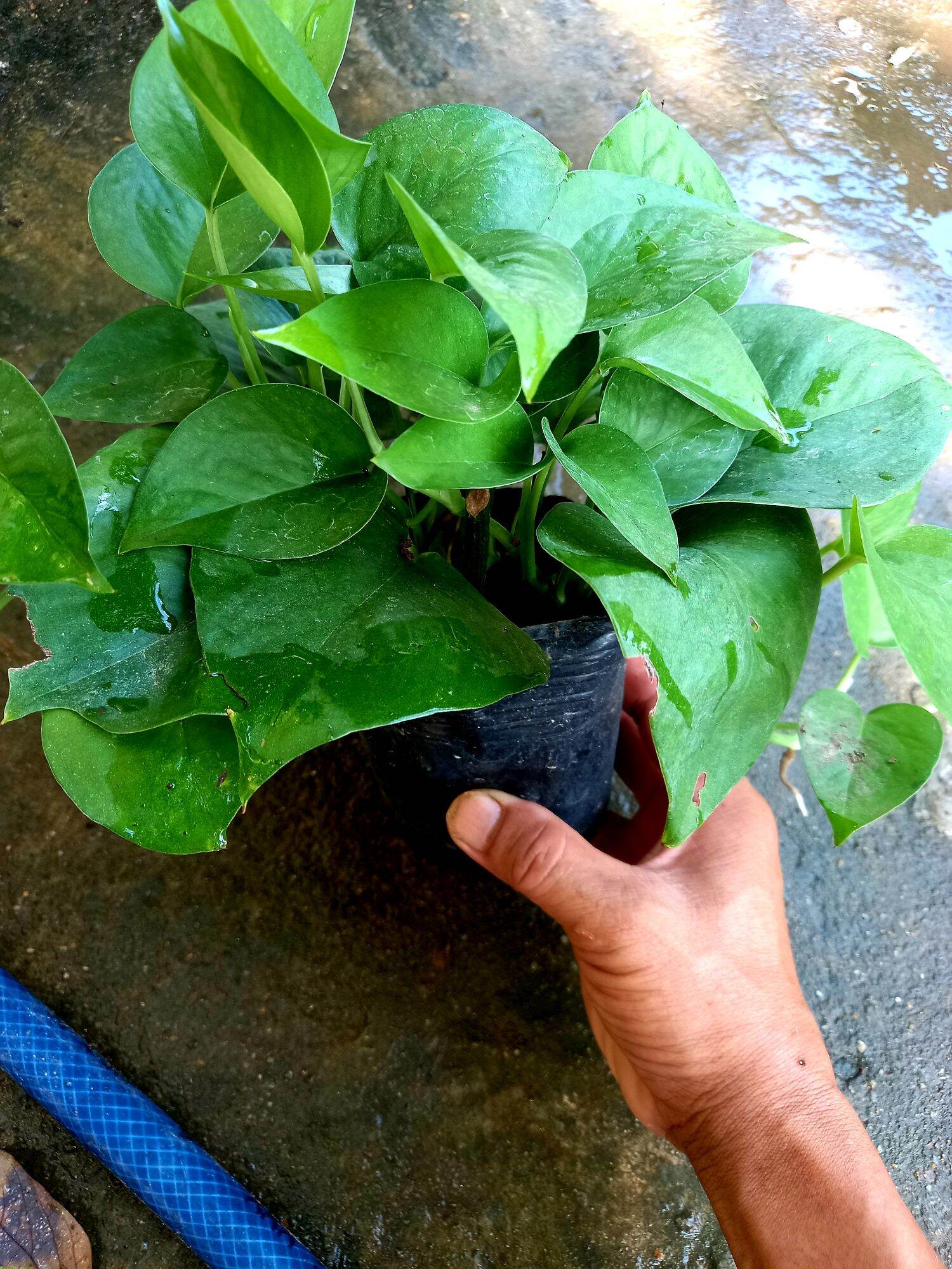 Cây trầu bà bầu rất.