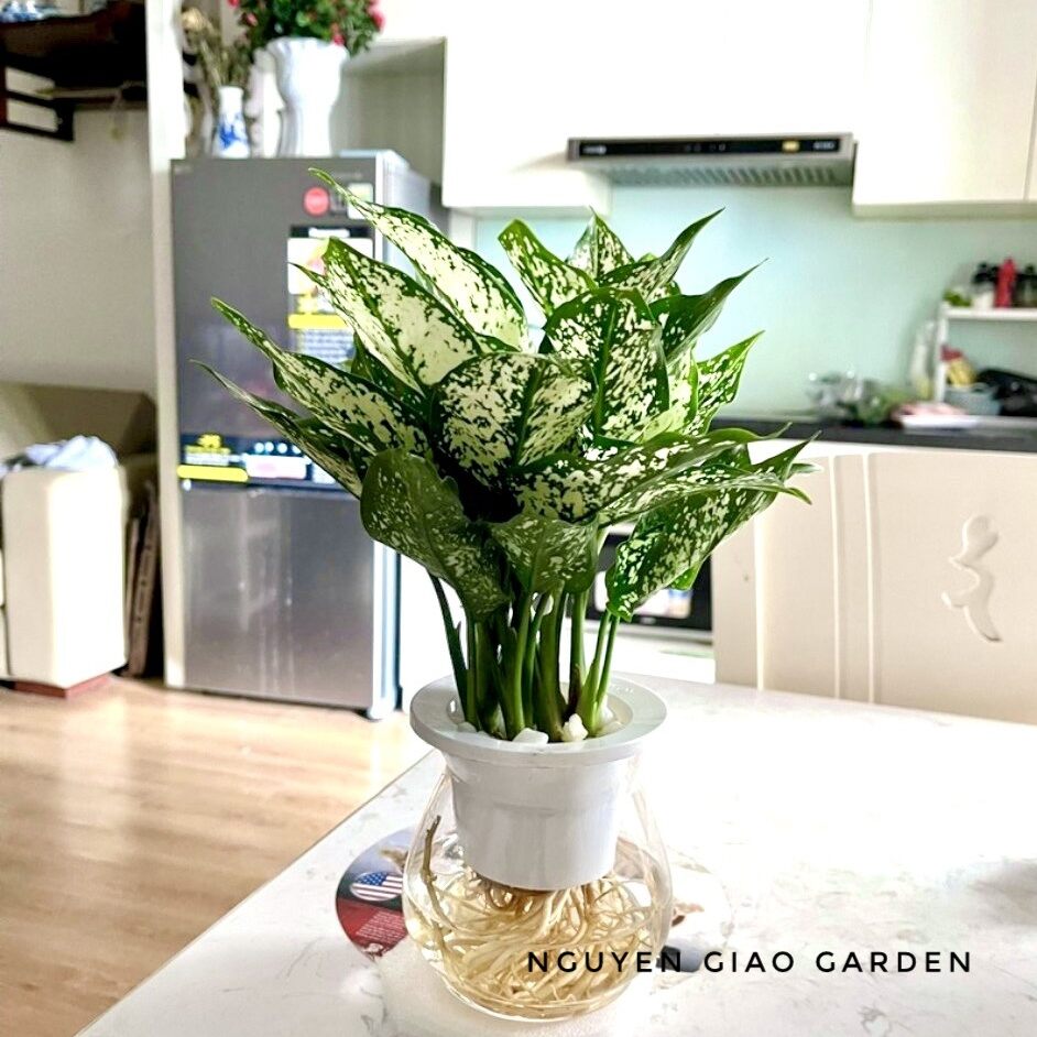 Cây ngọc ngân thủy sinh dễ chăm sóc, trang trí nội thất, bàn làm việc, quà tặng ý nghĩa