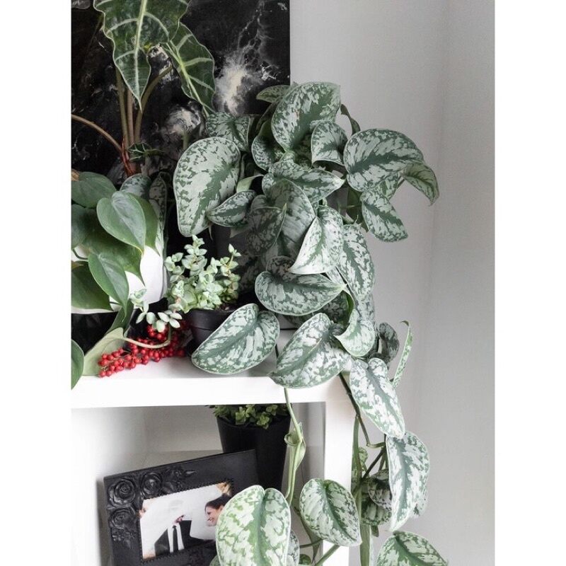 ♧♧♧♧ Cây Scindapsus pictus Exotica (Trầu Bà Exotica)