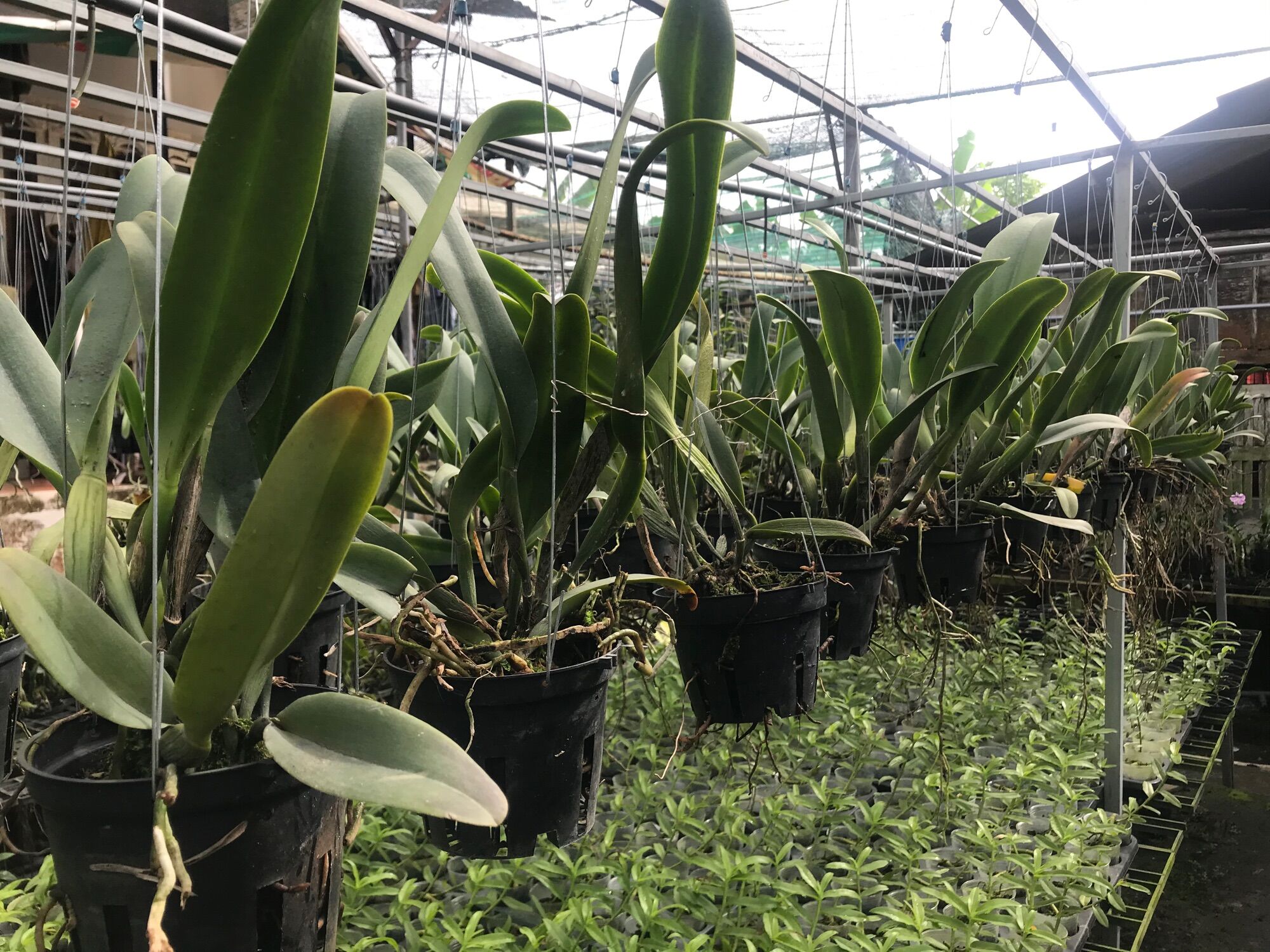 [HCM]Lan Cattleya Trưởng Thành Nhiều Màu