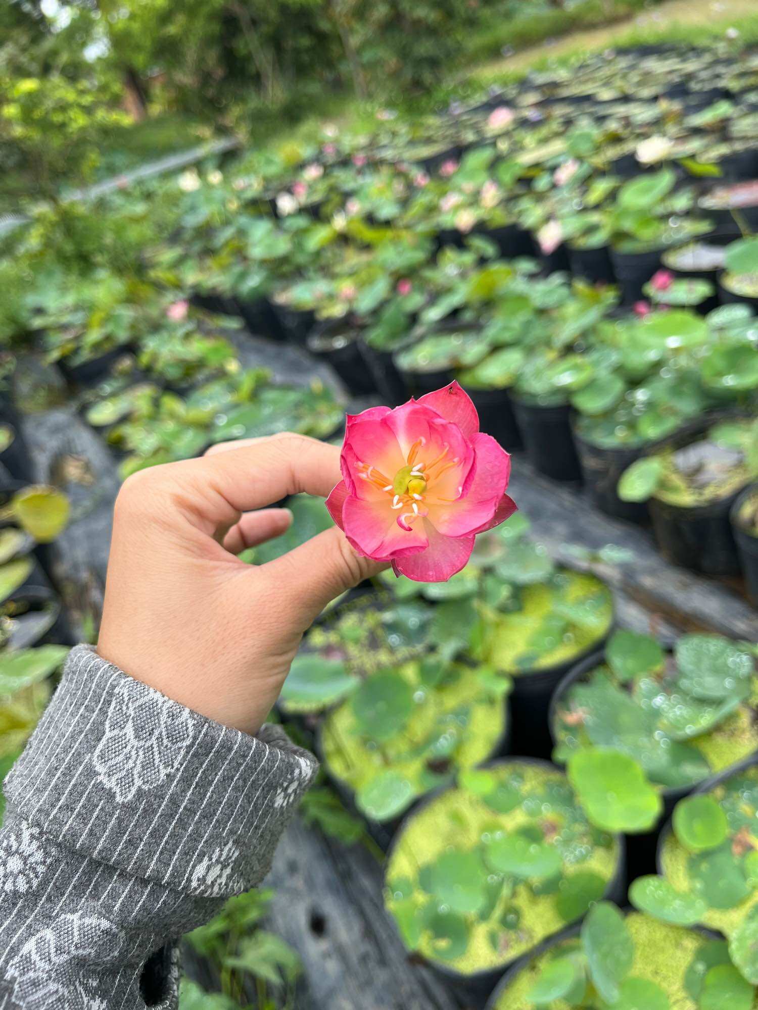 củ sen mini nhật