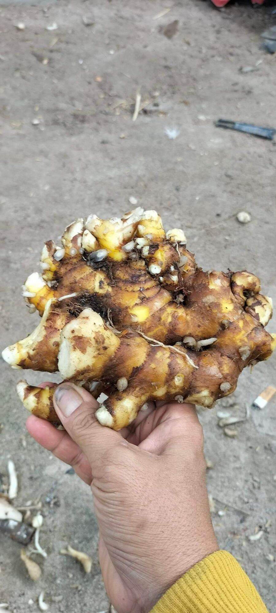500g củ sậy vàng hàng chuẩn rừng