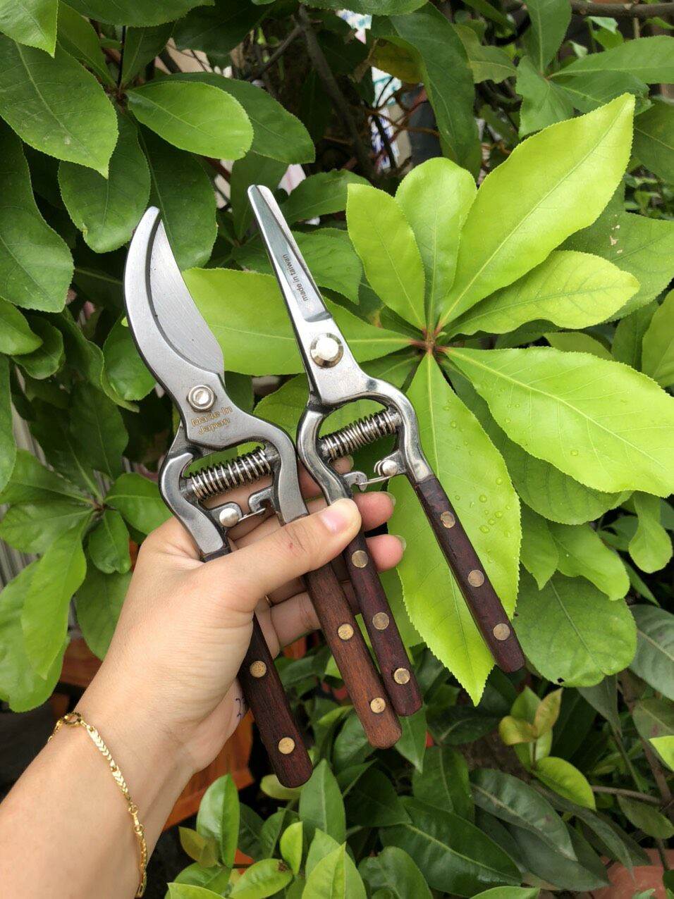 cặp kéo cắt cành và kéo tỉa thép trắng không rỉ, tay bao gỗ siêu xịn