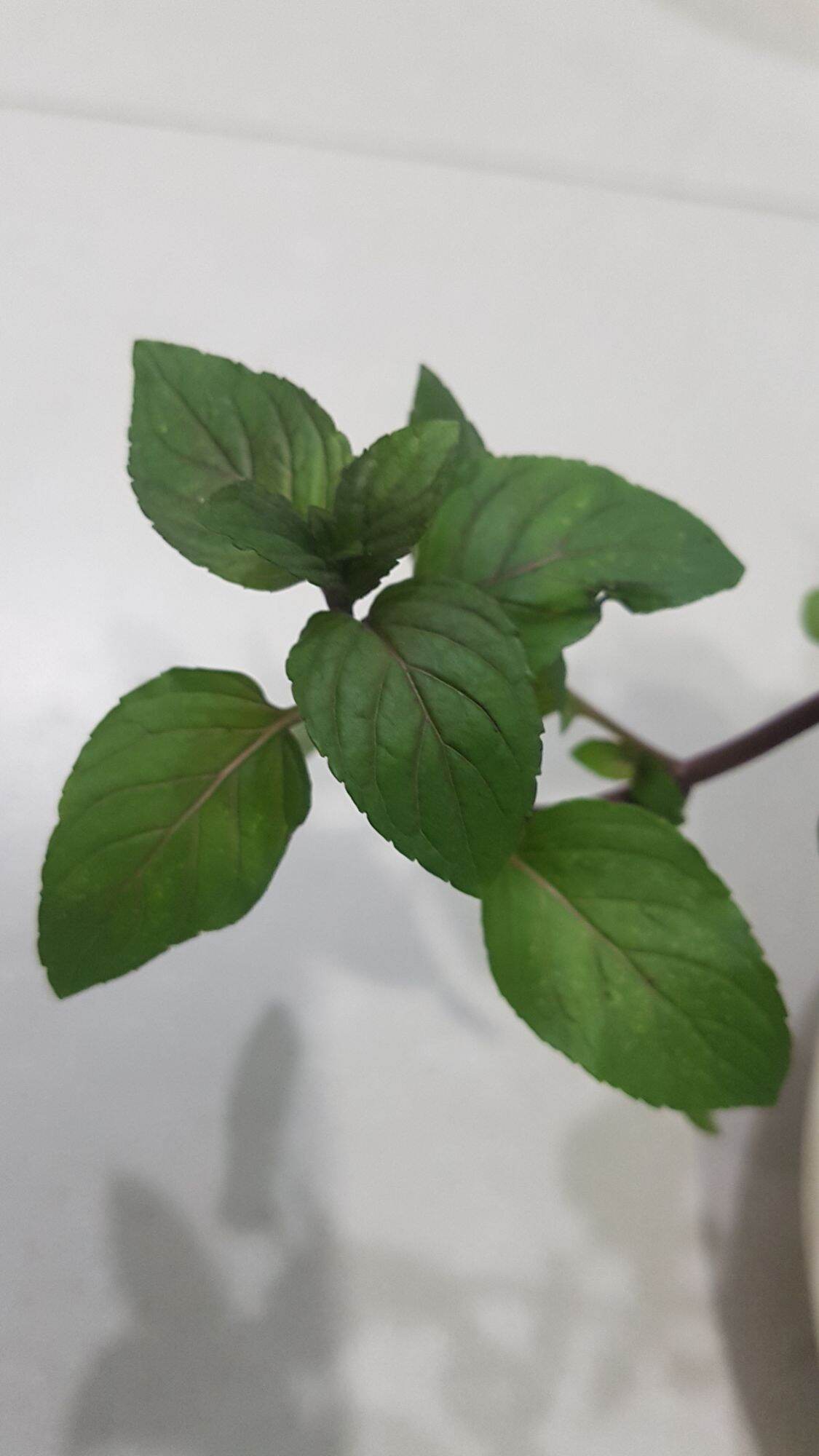 Chậu Cây Bạc hà Peppermint 