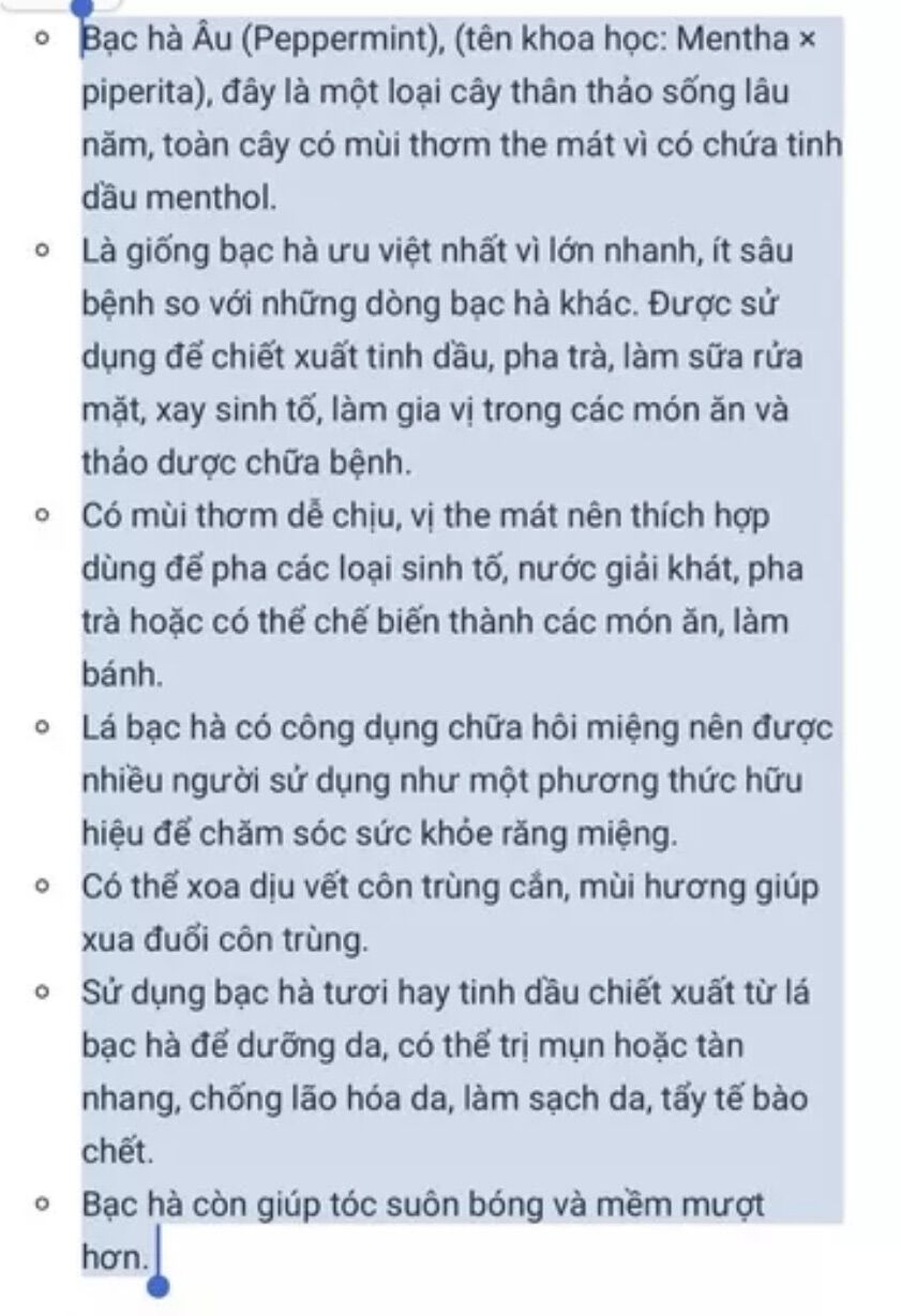 Chậu rau bạc hà Âu Basil mint