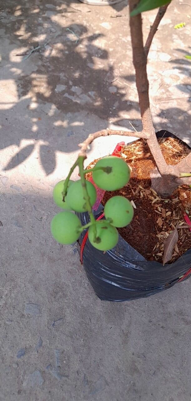 Cây thanh trà đang trái