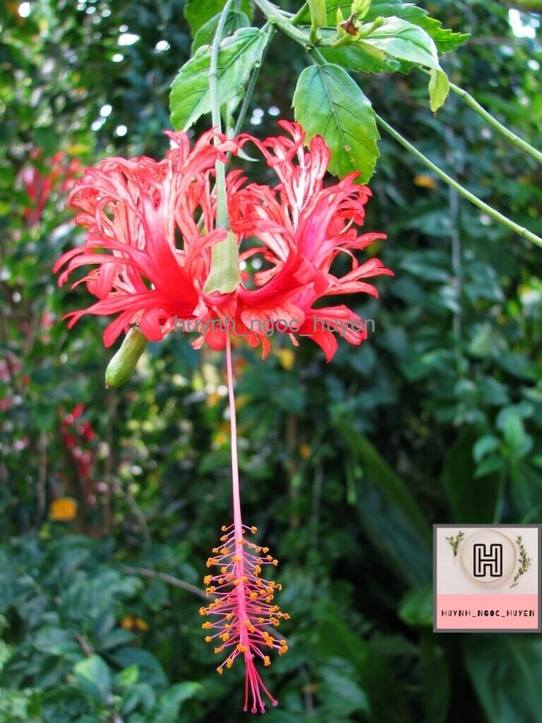 Cây giống râm bụt lồng đèn cổ cánh phượng