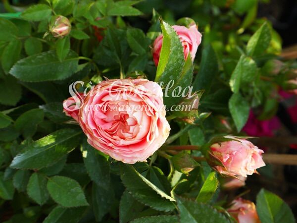 Hoa hồng Tezza Ruby hồng - hồng bụi mini say hoa