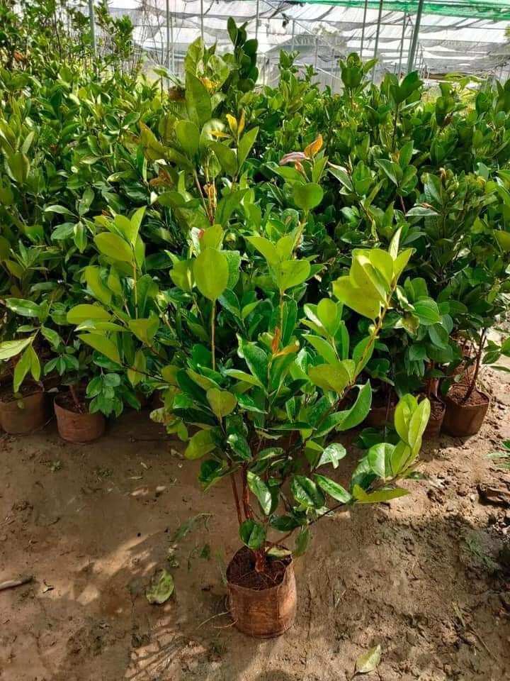cây giống cherry sắp có hoa