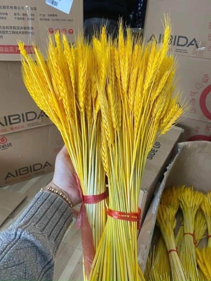 BÔNG LÚA MẠCH VÀNG bó 100 cành 55k