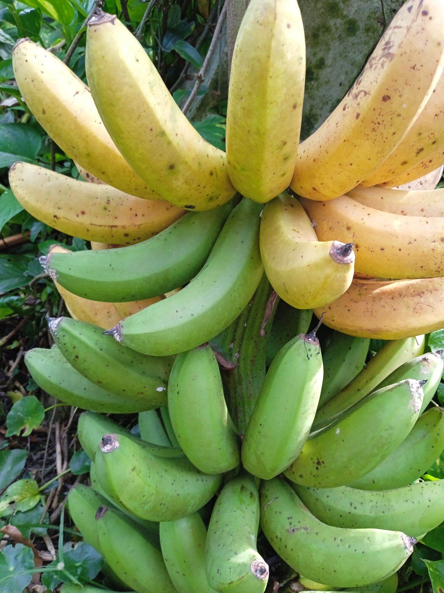 Chuối Nàng Tiên hữu cơ 1kg