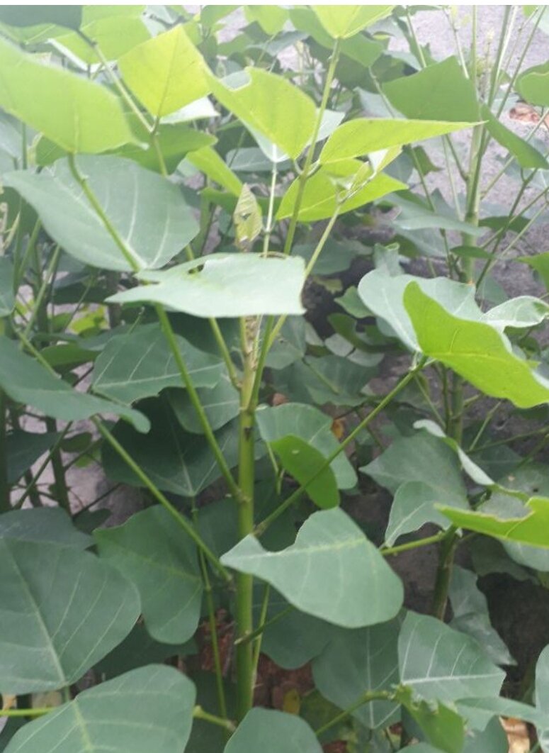 Lá vông tươi hàng sạch không thuốc 1kg
