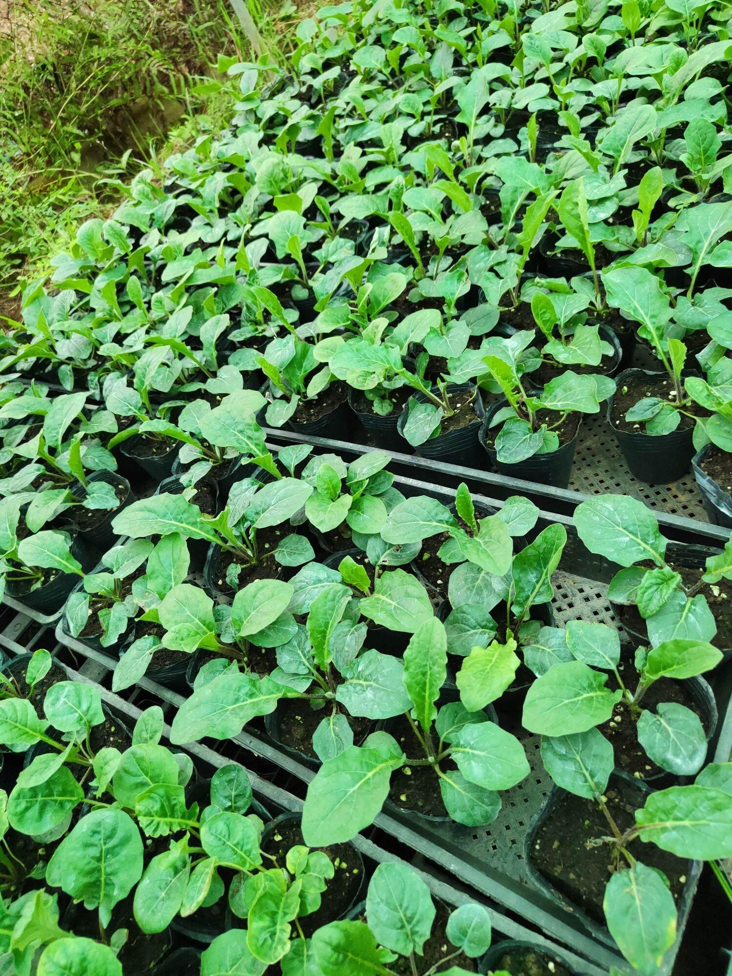 Cây hoa đồng tiền cao nhỡ ( nhiều màu)