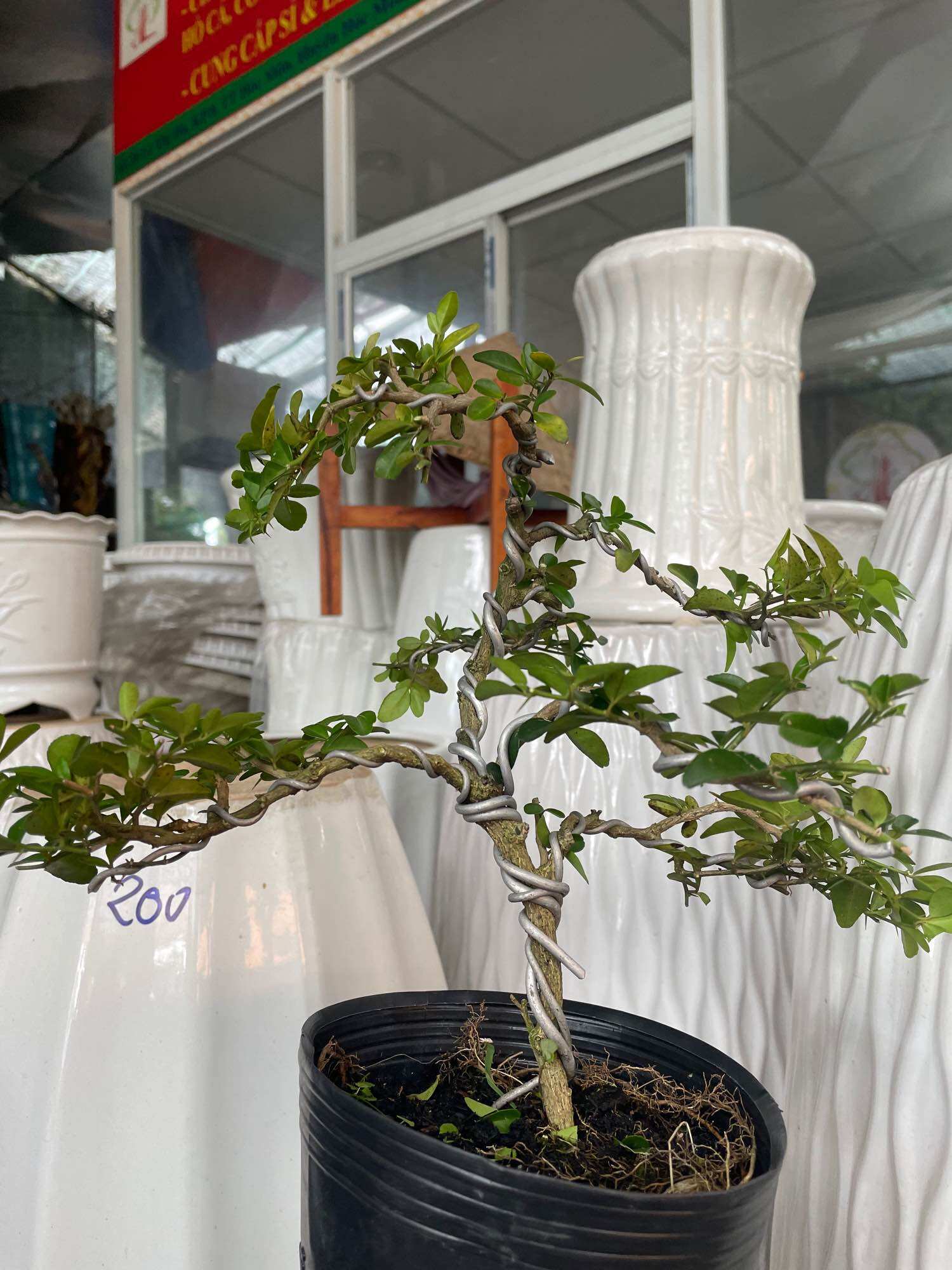 Cây Kim Quýt bonsai mini để bàn
