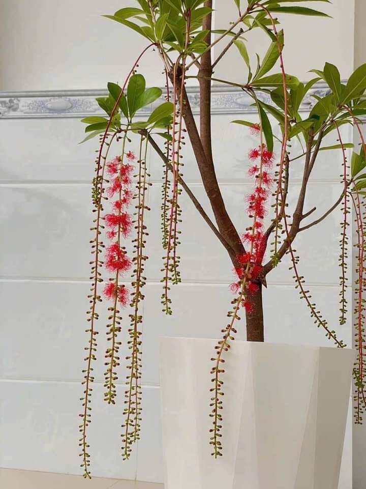 Cây Lộc Vừng đỏ huyết siêu hoa