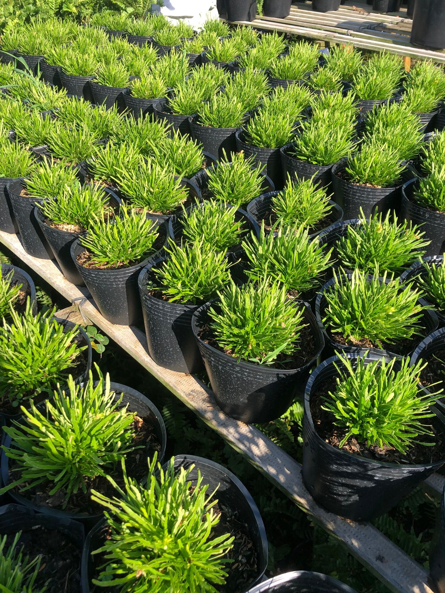Cây cỏ mây