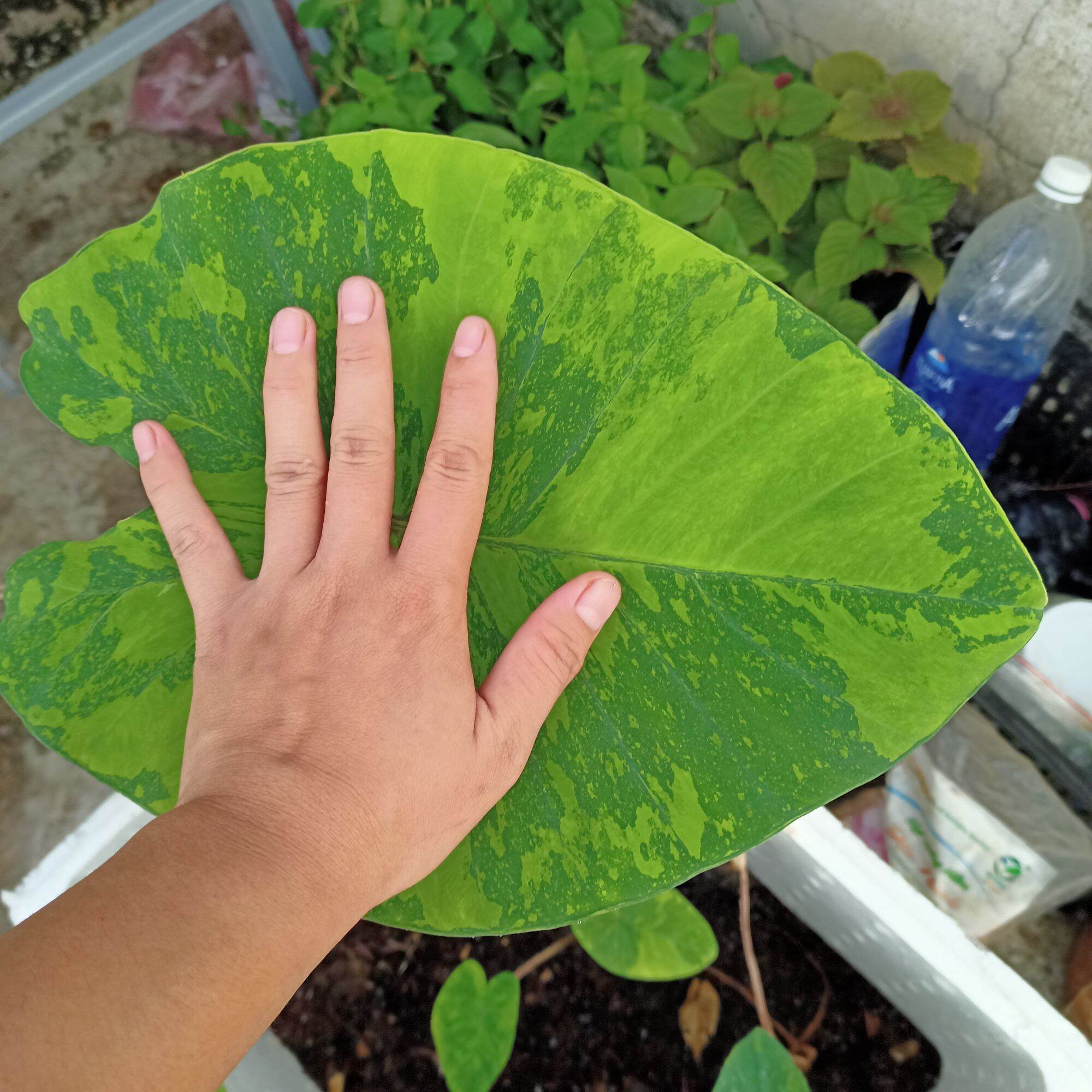 Chậu cây alocasia Lemon lime gecko