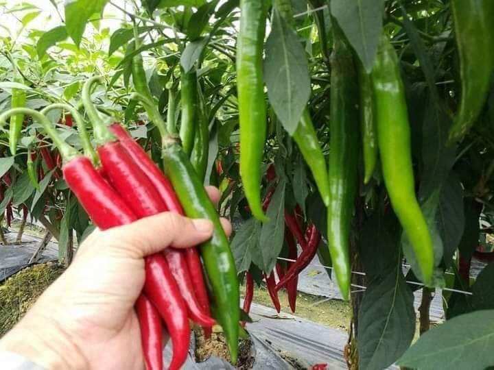 Hạt giống ớt chỉ địa