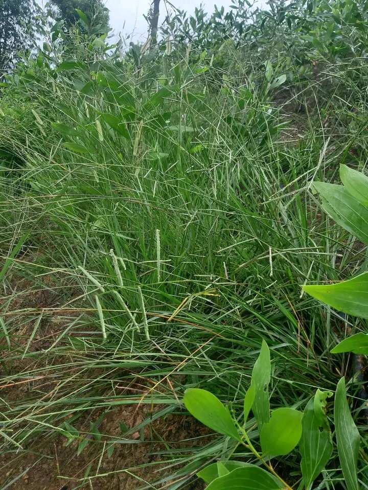 1kg Cỏ Mần Trầu phơi khô hàng mới