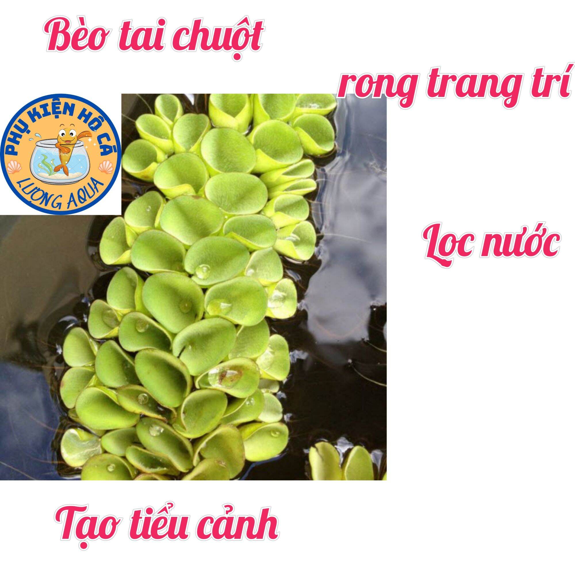 5 nhánh Bèo tai chuột,bèo thủy sinh lọc nước