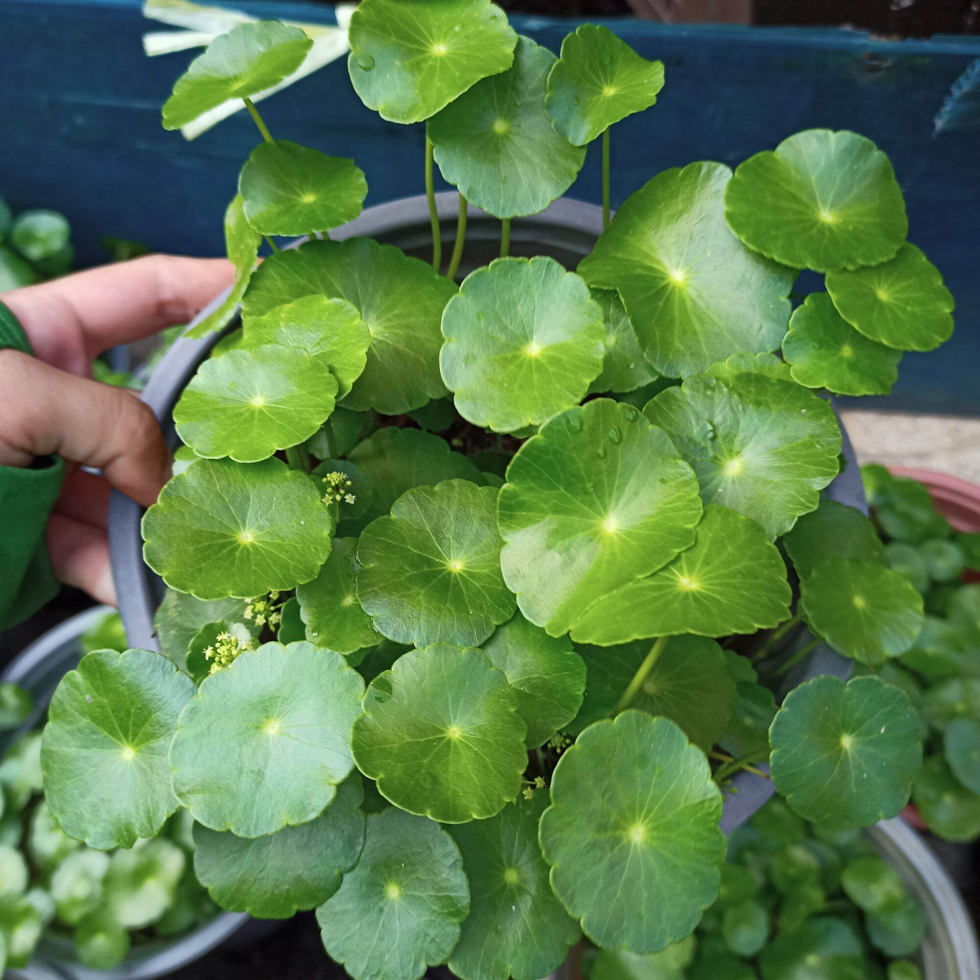 Chậu cây rau má kiểng, cỏ đồng tiền, cỏ gương