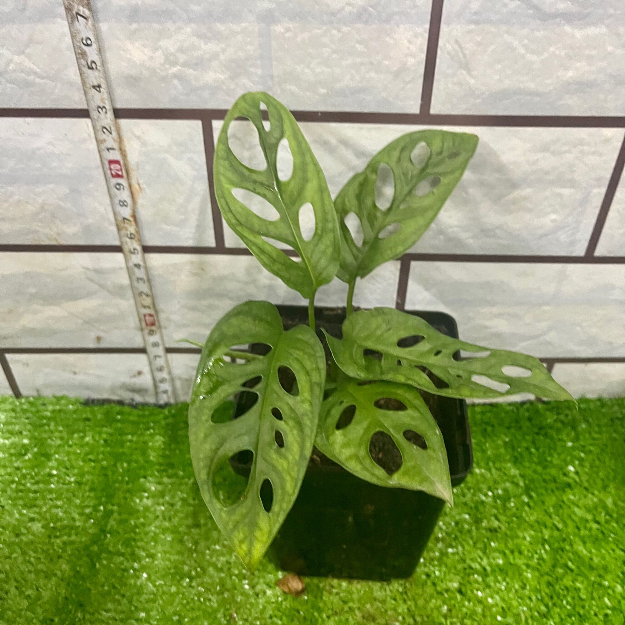 Trầu bà lá lỗ Monstera adansonii Five Holes