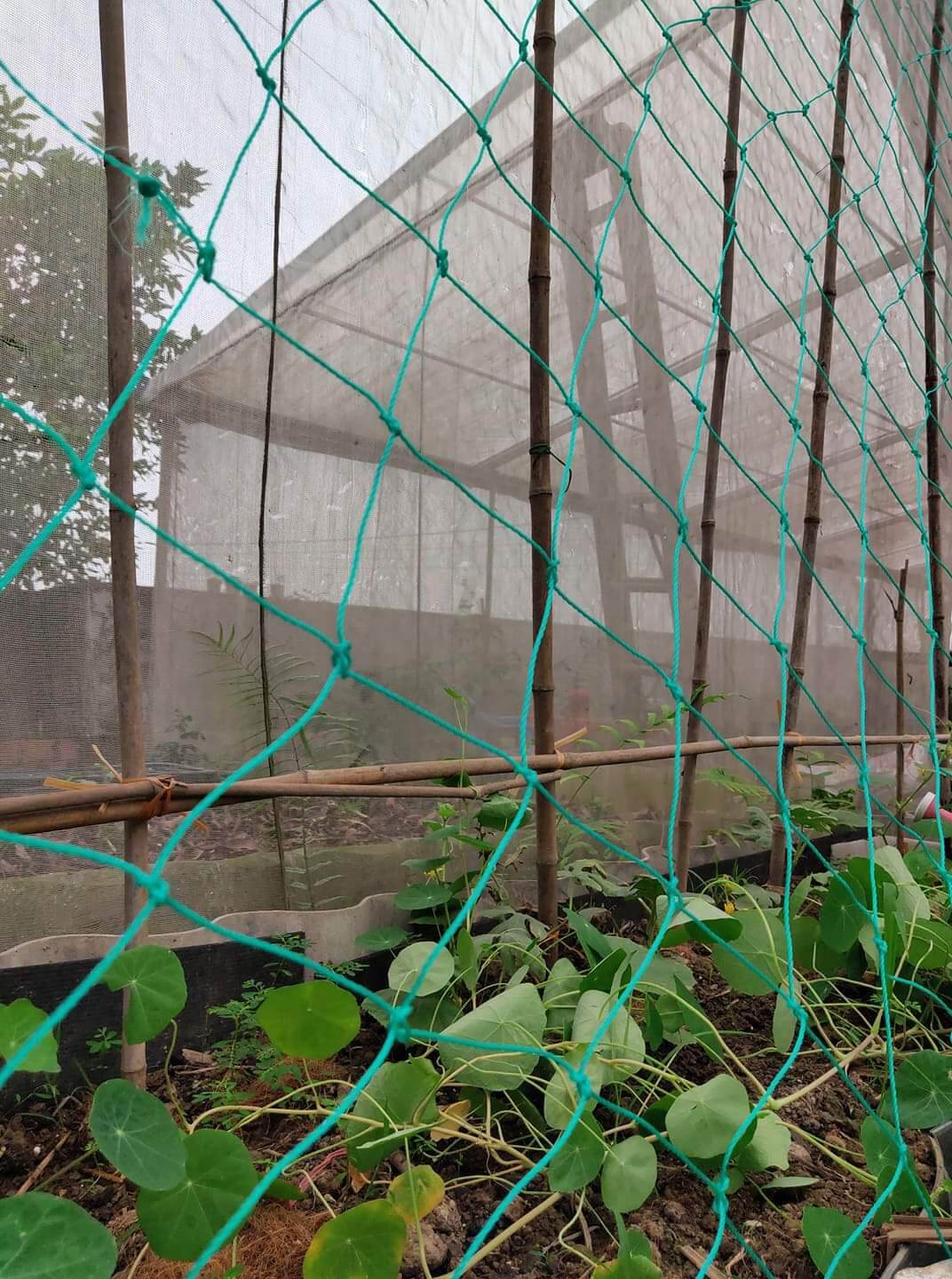 Lưới làm giàn cây leo 1 x 2 mét