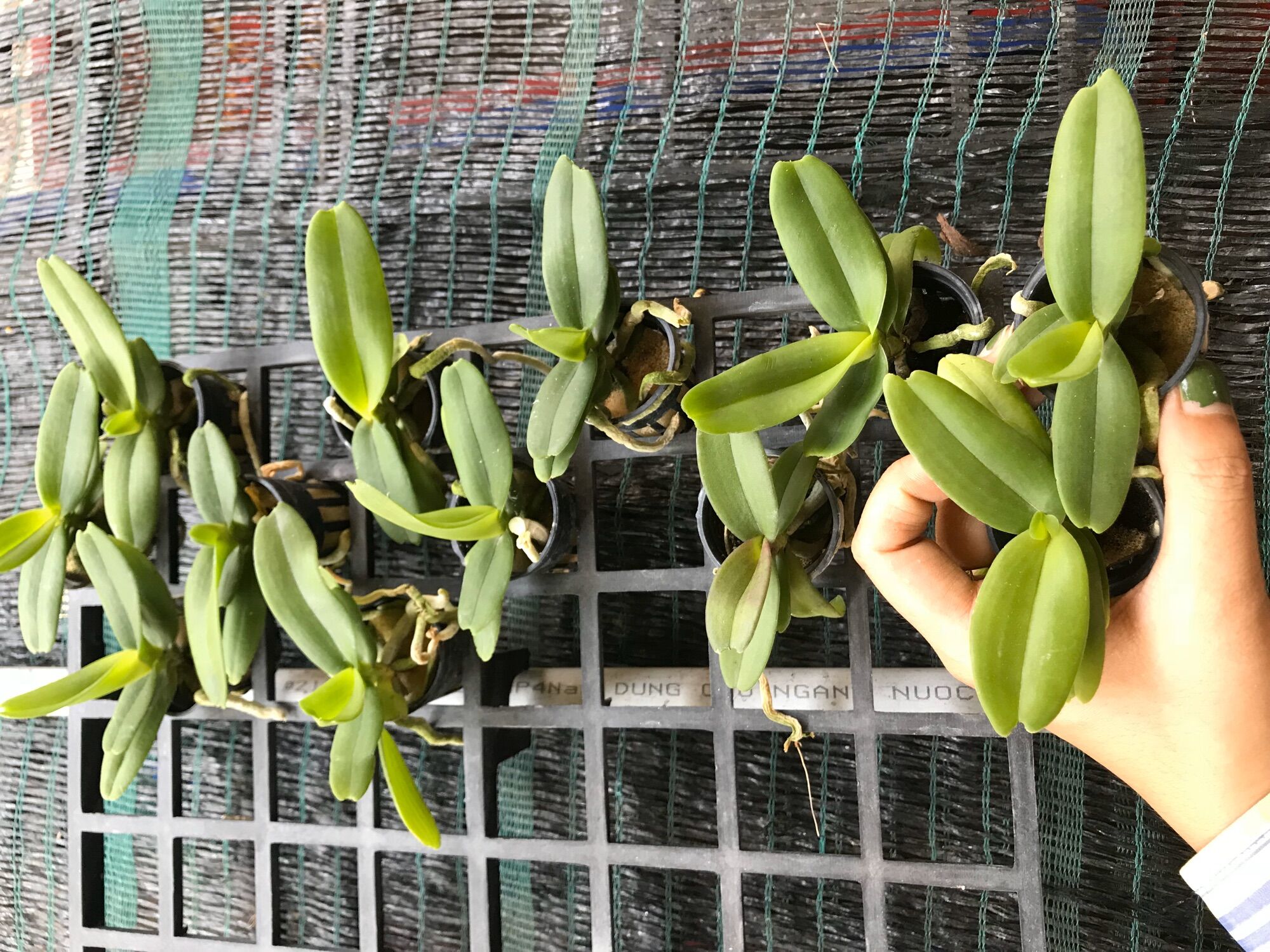 Đai Châu Cây Con Nhiều Màu [Combo 5 cây]
