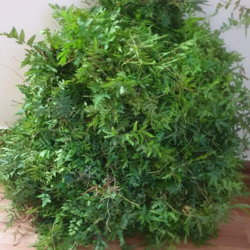 Bòng Bong (Hải Kim Sa) Khô lz1