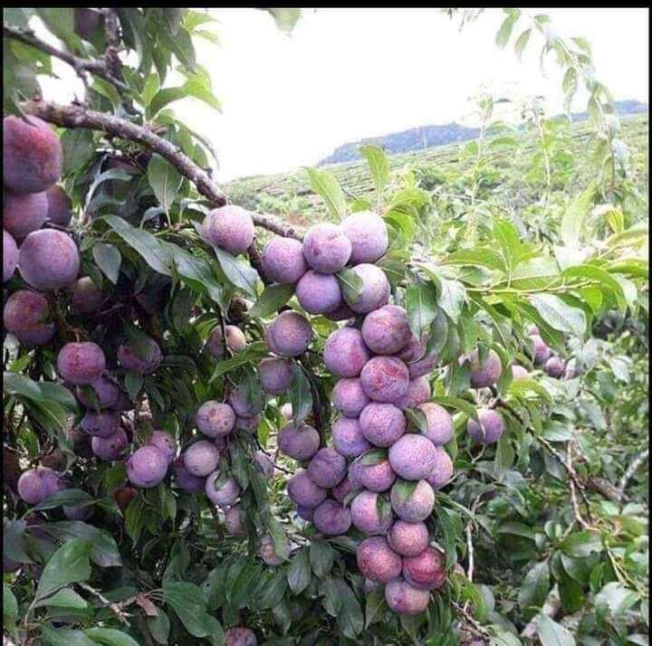 cây giống Mận Hậu