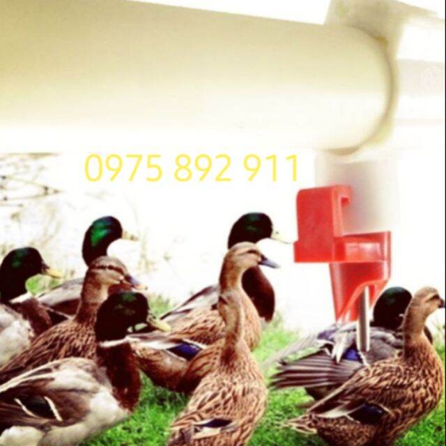 10 núm uống tự động cho vịt ngan