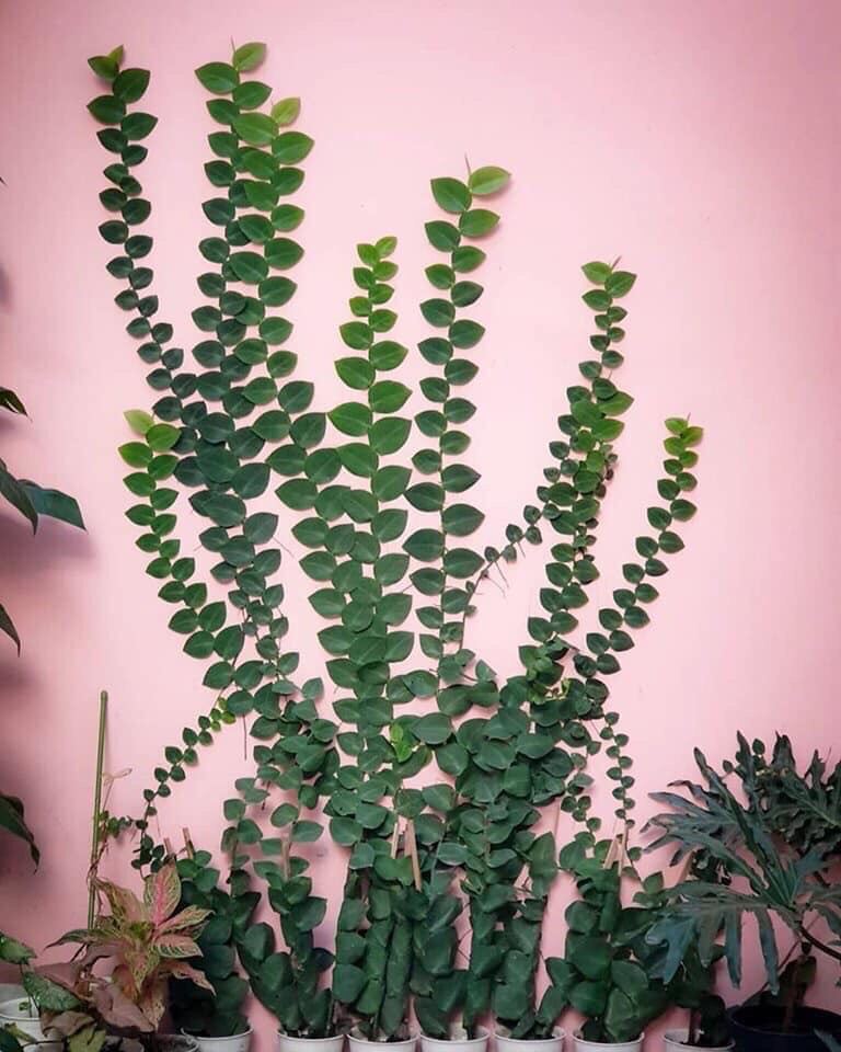 Cây Dây Kắt Kè Leo Tường