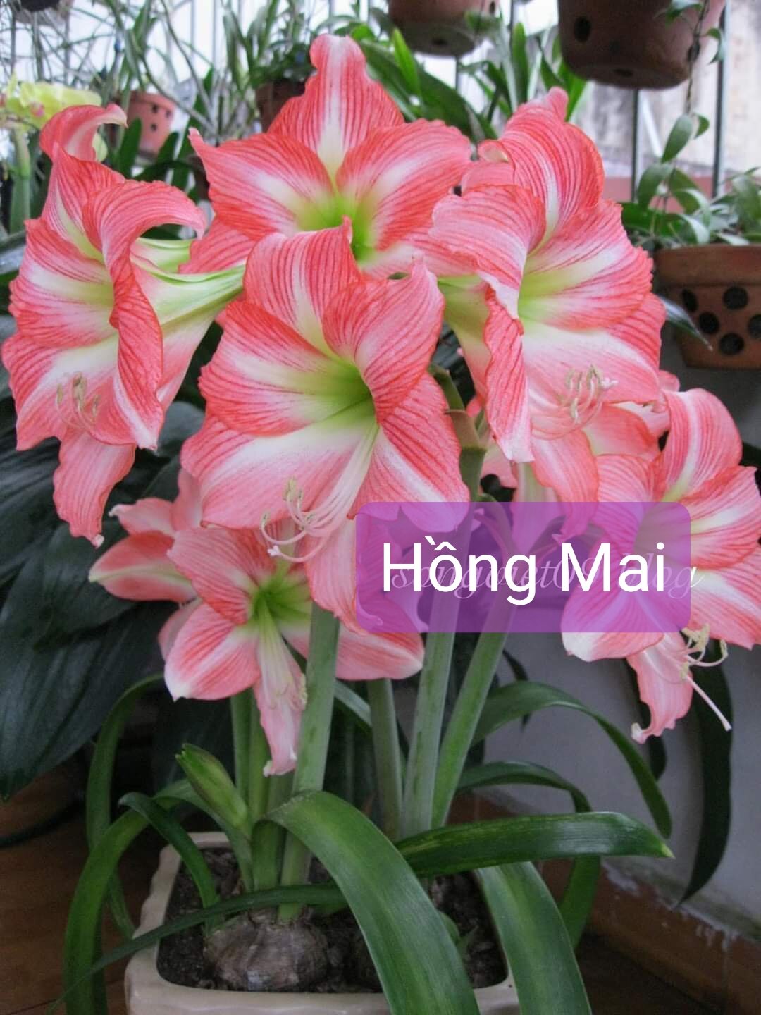Củ lan huệ Hồng mai size 3-4 cm