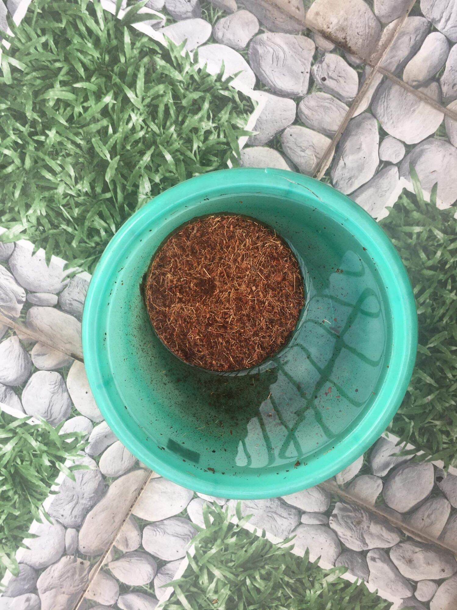 Viên nén xơ dừa