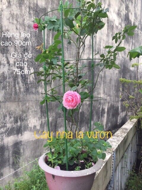 Khung đỡ hoa hồng, dây leo 70/90cm