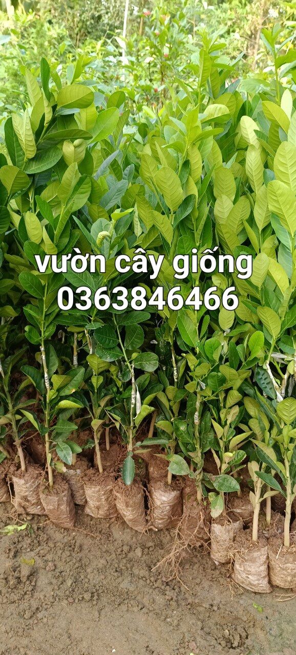 cây giống CHANH VÀNG MỸ  không hạt