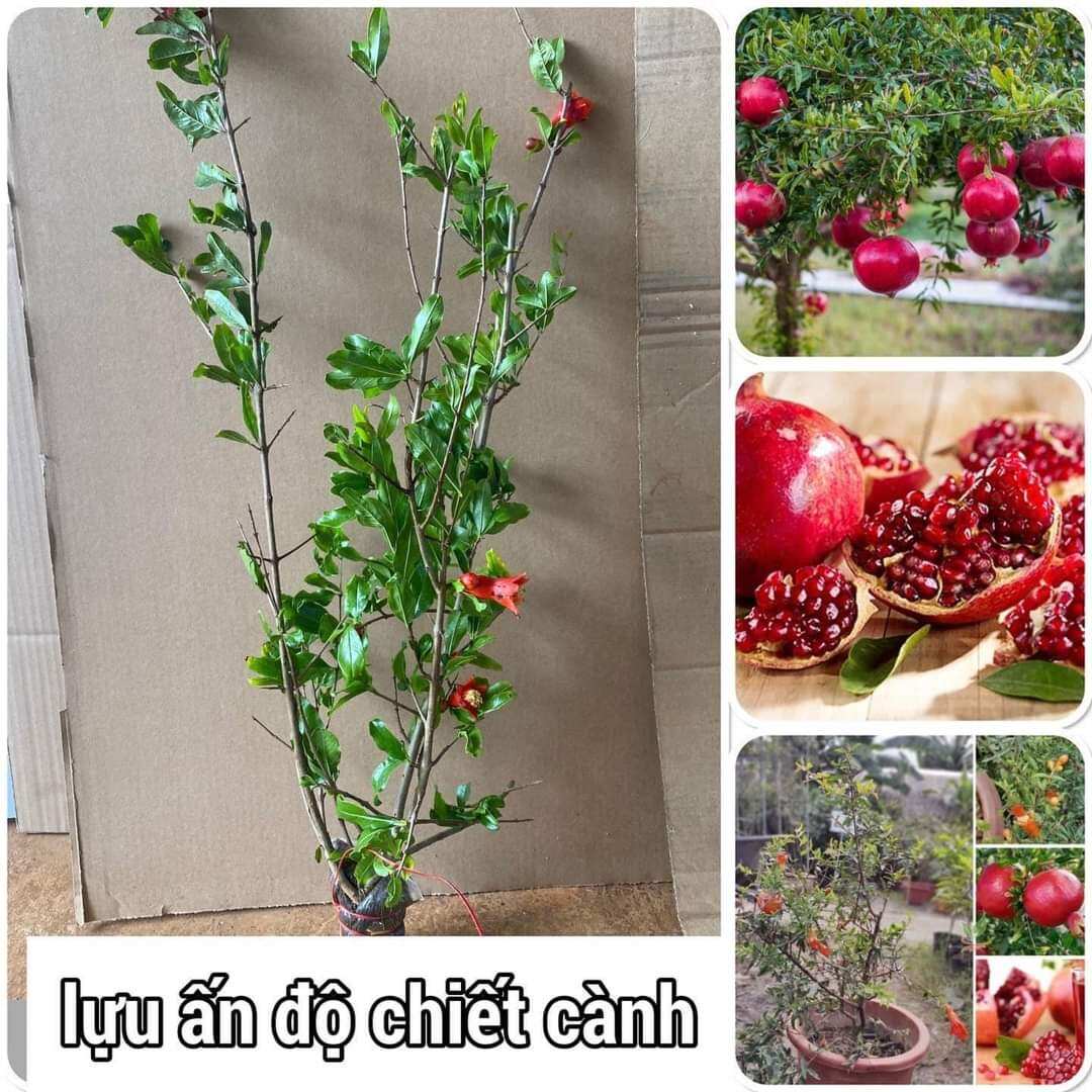 Cây giống lựu ấn độ. cây cao hơn 80cm