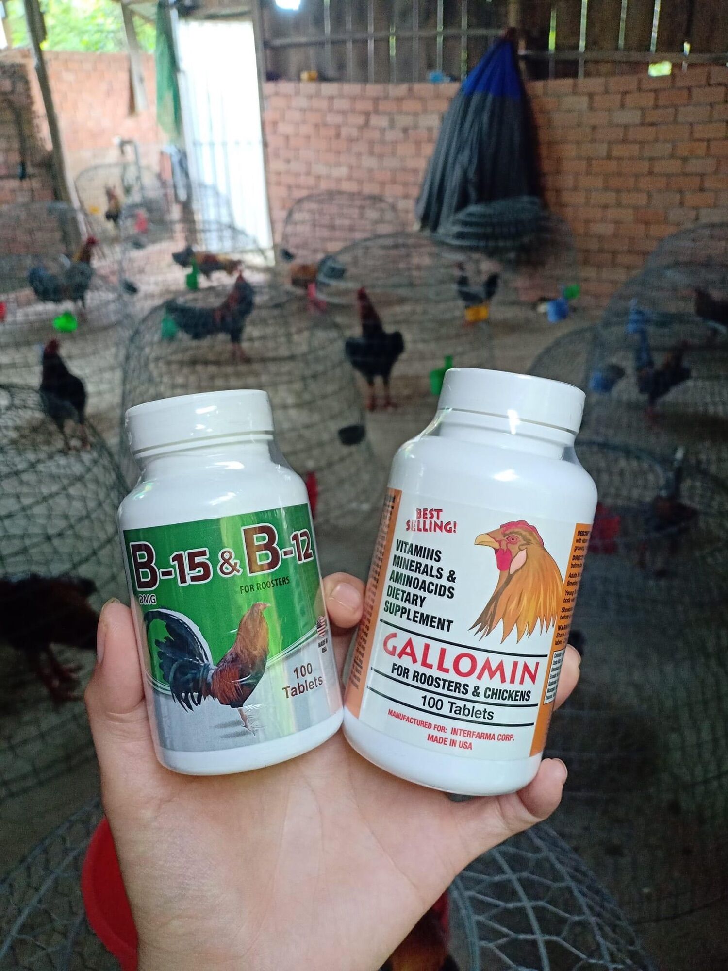 B15B12 và Gallomin combo nuôi chất lượng, tăng bo, nở khung, săn chắc, hừng gà, thèm ăn, tăng cơ