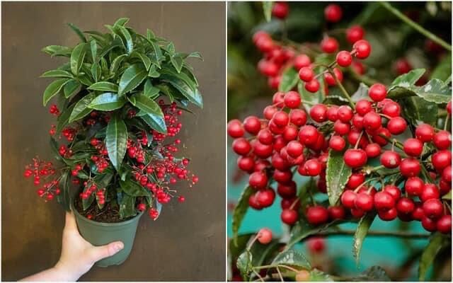 Cây giống kim ngân lượng(có 3 màu)