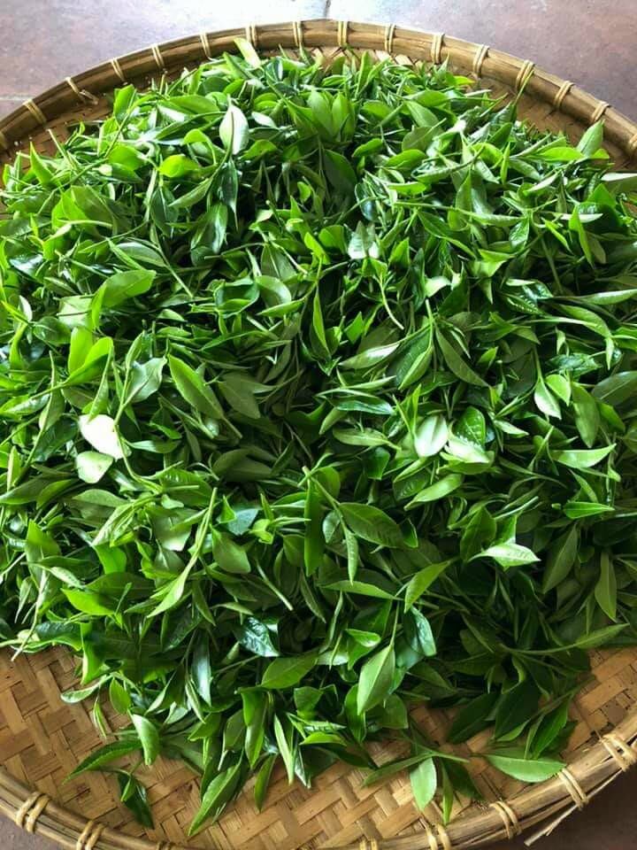 TRÀ  SÂM DỨA HOÀNG HẢO gói lớn 300g