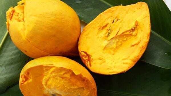 Cây giống Lễ Ki Ma, cây quả trứng Gà