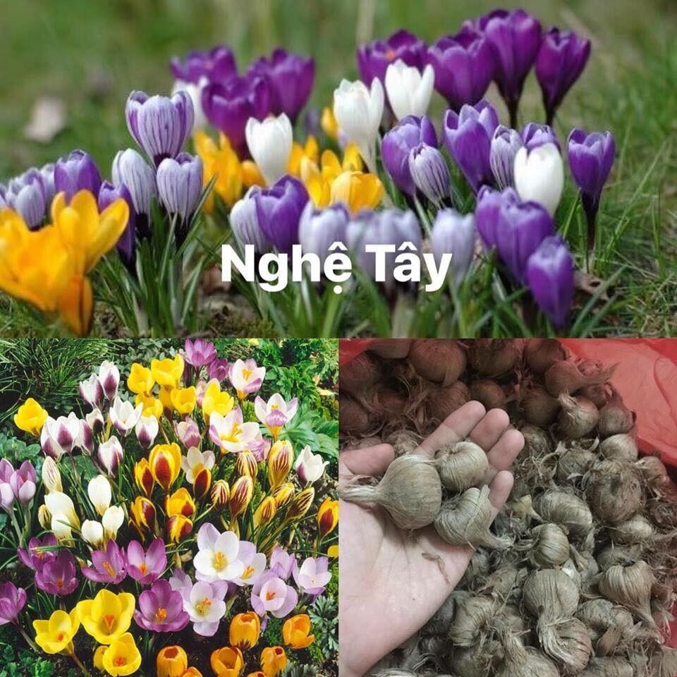 Củ giống hoa nghệ Tây sỉ 5k ( set 5 củ)