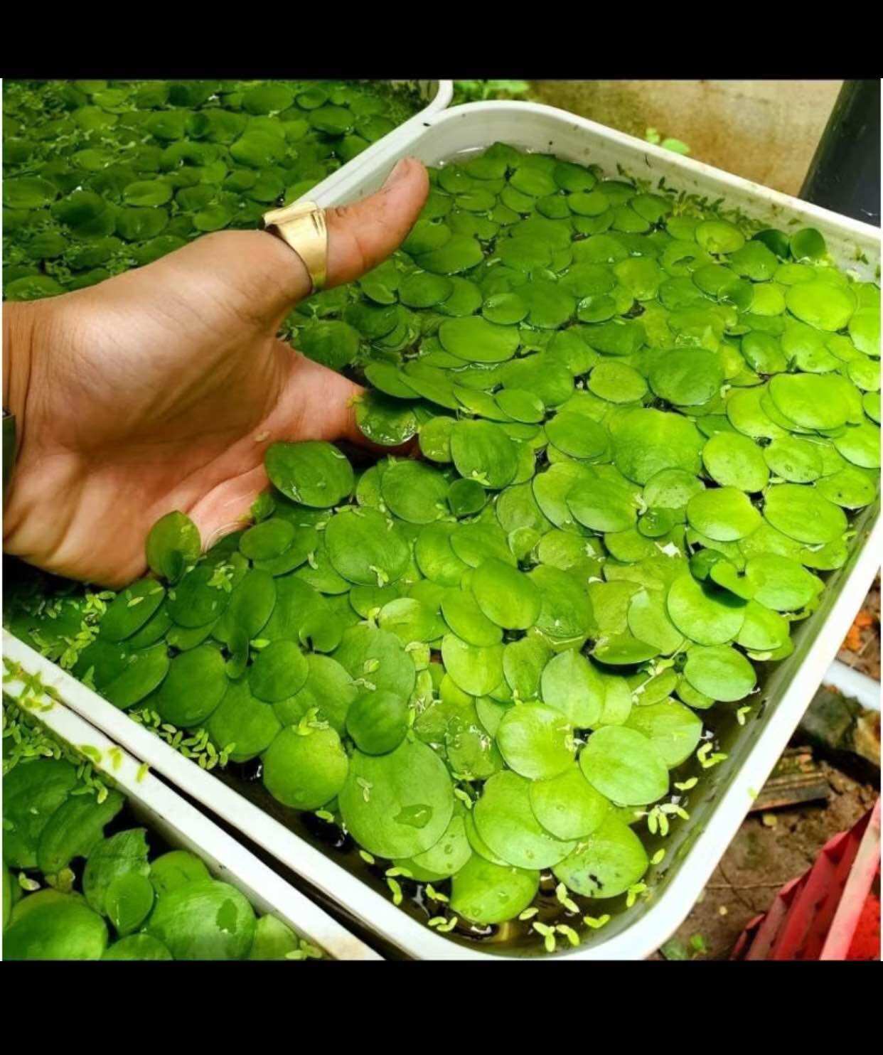 Bèo nhật chuyên dùng trang trí hồ cá, hấp thu chất dư thừa